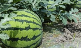 热门大瓜有哪些